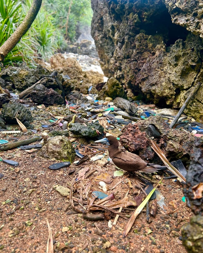 Bird nesting in marine debris on Christmas Island